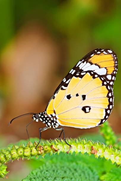 istock Butterfly drinking juice from flower. 1307346931