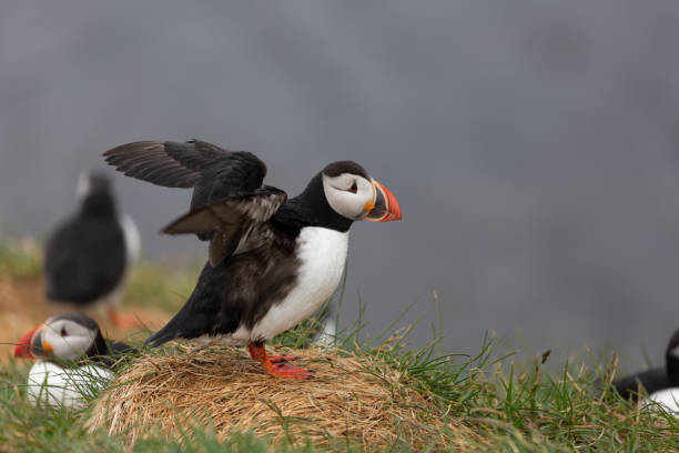 Puffin Atlantic puffin in Latrabjarg Iceland. puffins resting stock pictures, royalty-free photos & images