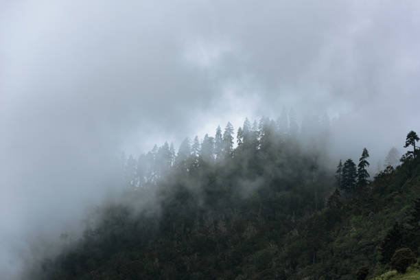 istock The woods on the mountain in the clouds 1307348194