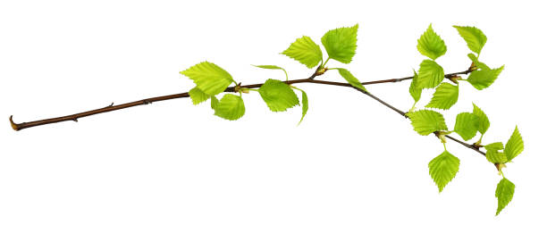 istock Twig of birch with spring small green leaves 1307348409