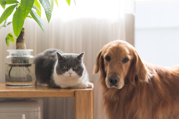 istock British Shorthair and Golden Retriever 1307348649