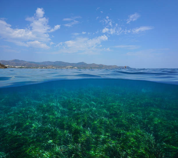 地中海の海の海草水中 - below sea level ストックフォトと画像