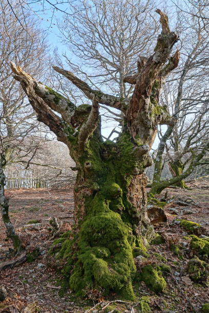 istock Mystical face of old dead tree trunk in the forest 1307349839