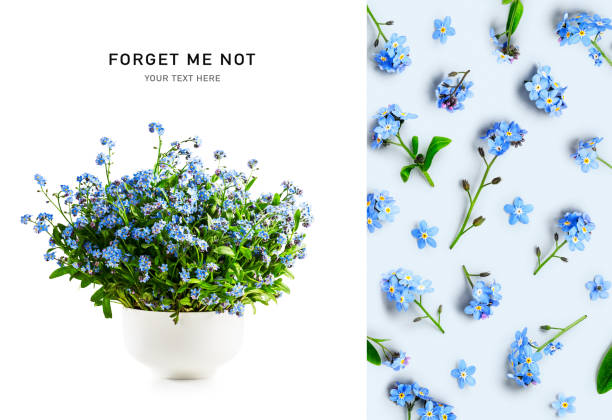 Forget me not flowers in vase and floral pattern Forget me not flowers creative layout and pattern on white and blue background. Vase with spring flowers. Springtime and mothers day concept. Design element, flat lay forget me not stock pictures, royalty-free photos & images