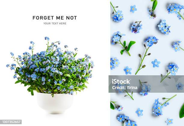 Forget Me Not Flowers In Vase And Floral Pattern Stock Photo - Download Image Now - Flower, Forget-Me-Not, Cut Out