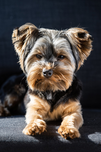Yorkshire Terrier Dog posing on a background