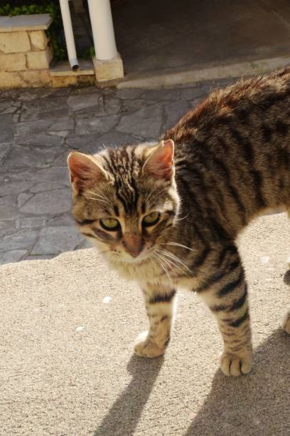 istock Cat walking on the parapet 1307354824
