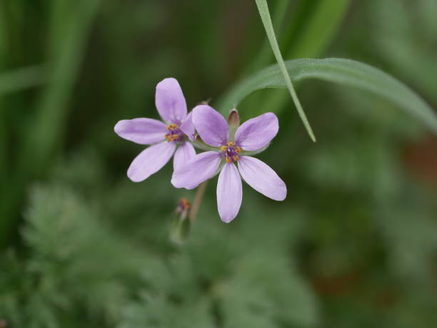istock Small fragrant lilac storksbill flowers in a meadow on a sunny spring day. Vegetable raw materials for the manufacture of medicines. 1307355227