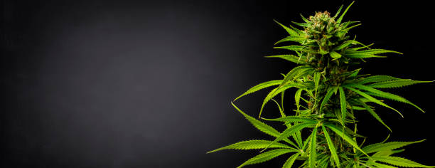 Marijuana plant on black gradient background stock photo