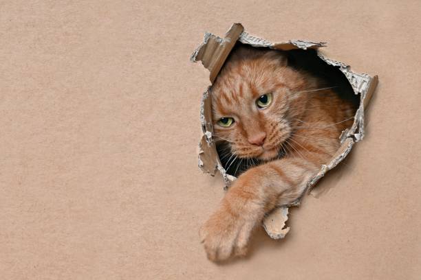 istock Cute red cat looking curious out of a hole in a cardboard box. Horizontal image with copy space. 1307355896