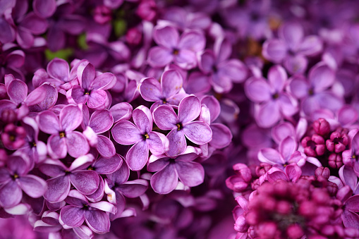 A flowering common lilac blooming moody close-up picture