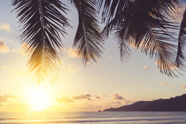istock Palm tree at tropical beach on sunset sky abstract background. Summer vacation and nature travel adventure concept. 1307357566