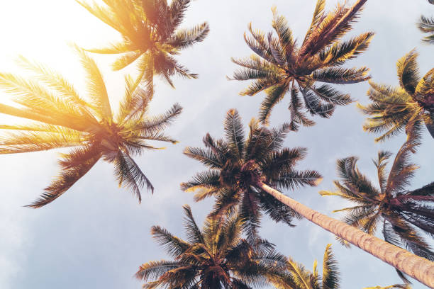 istock Tropical palm tree with sun light on sunset sky and cloud abstract background. 1307357595