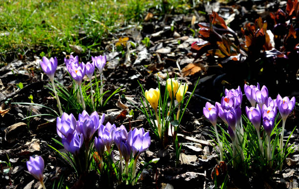 istock spring bed with bulbs and hellebore which has just formed flower buds and will bloom soon. The crocuses are pink, purple and yellow. 1307358565