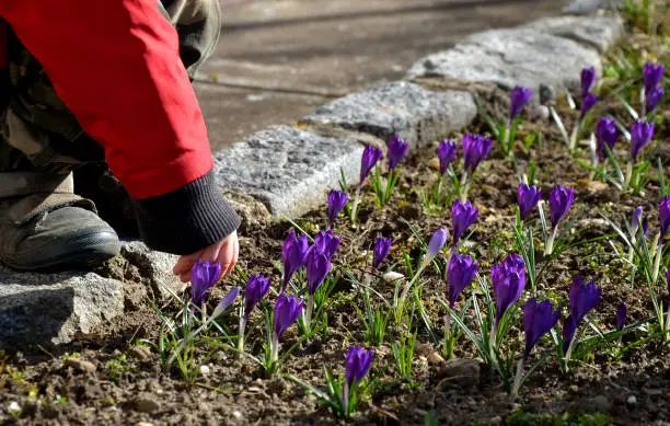 Photo of A little boy in a winter jacket is about to pluck a crocus flower in a meadow and then holds it in the fingers of his hand. His parents must watch over him so that he doesn't step on the flowers