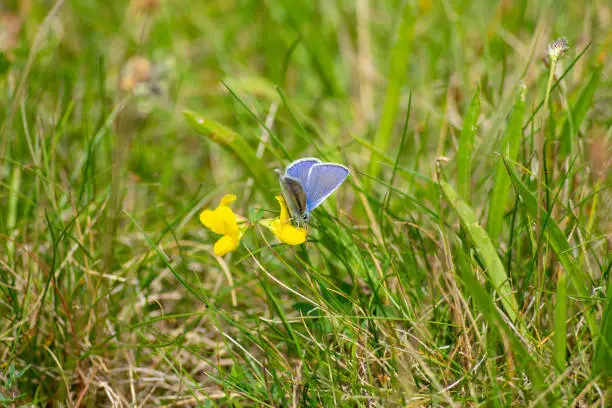 Hauhechel Bläuling on a flower surrounded by meadow