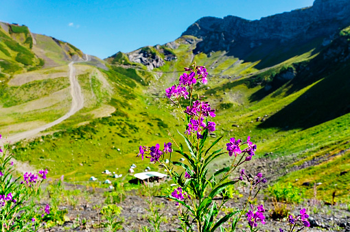 Close-up fireweed flower on the background of the green Caucasus mountains, campground in the valley and blue sky, hike, beautiful mountain landscape, Aibga ridge, Caucasian Biosphere Reserve