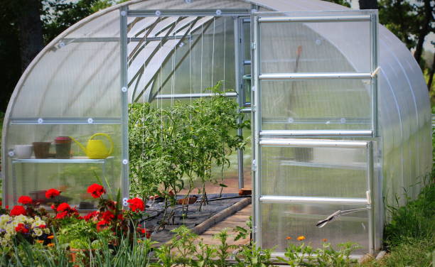 istock Greenhouse in back garden with open door 1307360055