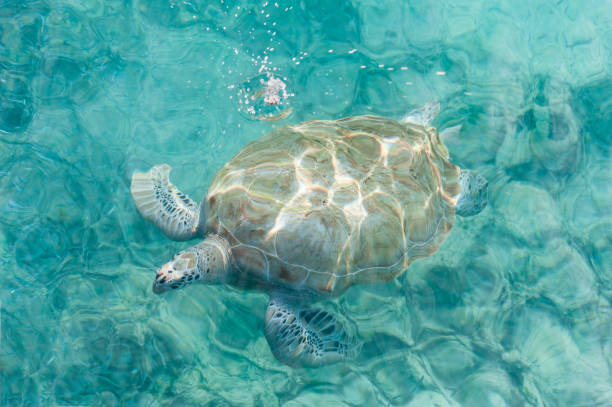 istock Swimming Turtles in Water. Miami Beach in Barbados 1307361809