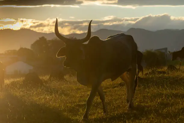 Photo of Guzerá cattle on pasture at the end of the day at sunset.