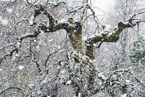 Spring time snowing, big snowflakes falling over old tree.