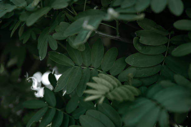 Natural leaves of acacia. Vegetation concept in hot climates.