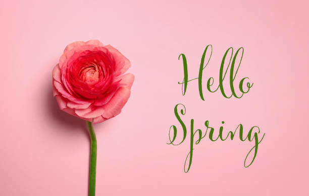 istock Hello Spring. Beautiful ranunculus flower on pink background 1307365228