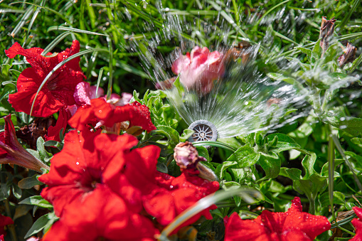 The sprinkler sprinkles the flowers in the grass abundantly. The concept of garden care in the hot season.