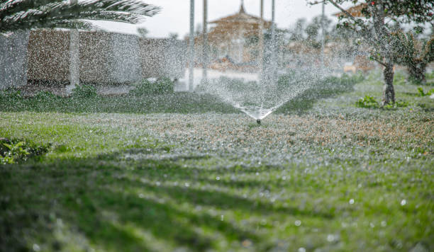 istock A sprinkler sprinkles grass and trees in a tropical garden. 1307365408