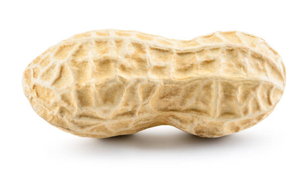 istock Peanut isolated. Peanut on white background. One unpeeled nut. 1307365959