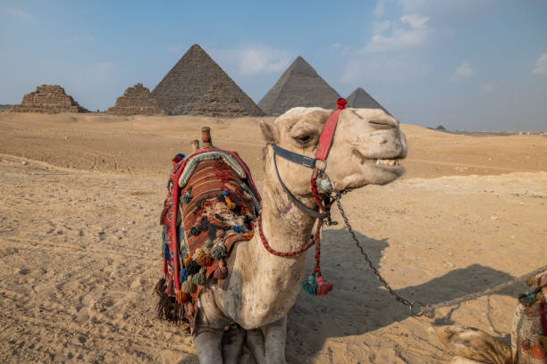 istock Camels lying in front of the Giza Pyramids 1307367132