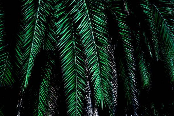 istock tropical green palm leaf and natural background 1307367642