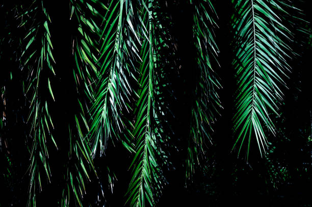 tropical green palm leaf and shadow, abstract natural background, dark tone