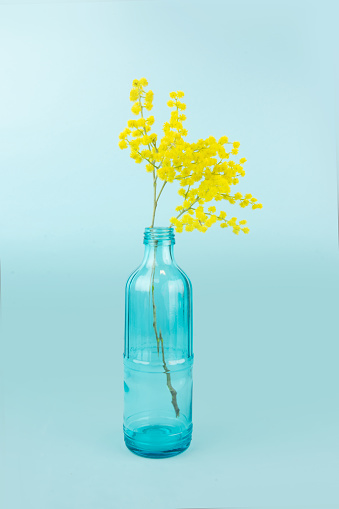 Fresh flowers in bottle, Glass bottle is reused to decorate with yellow mimosas. Isolated on blue background