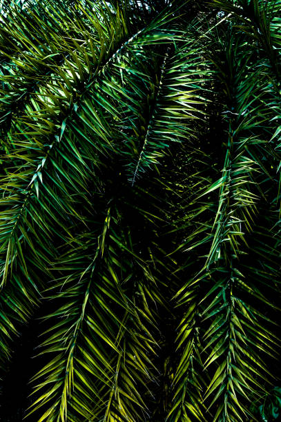 istock tropical green palm leaf and natural background 1307367663