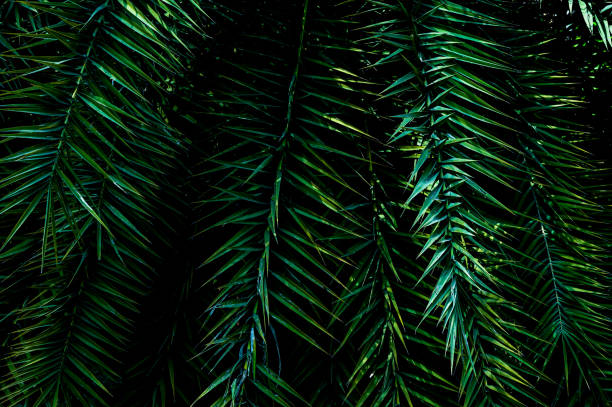istock tropical green palm leaf and natural background 1307367711