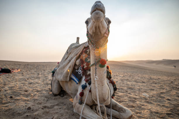 istock Camels lying in the desert at sunset 1307367804