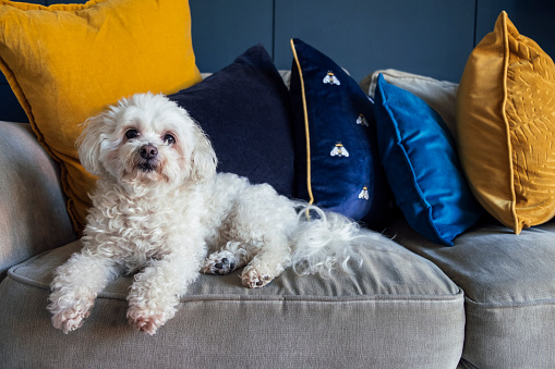 A white senior Shih-Poo dog relaxing on a sofa in her home.