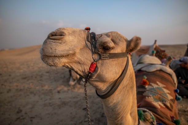 istock Camels lying in the desert at sunset 1307368726