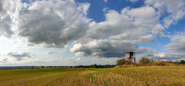 Healthy ripening wheat growing in a farm field under big blue summer skies with white fluffy clouds to the horizon.