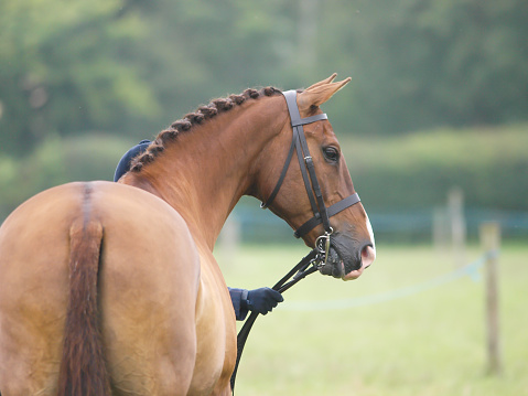 A head shot taken from behind of a horse in the show ring.