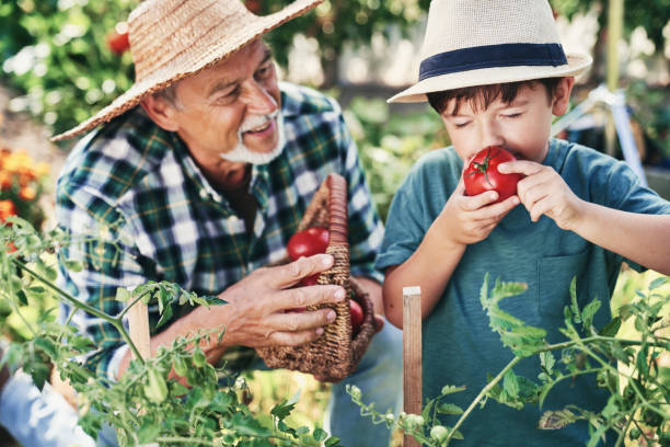 istock Boy smelling a freshly picked tomato from the bush 1307371767