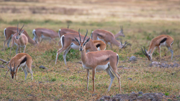 Several specimens of Thompson's gazelle in the grassland of the Ngorongoro Conservation Area. Safari concept. Tanzania. Africa stock photo