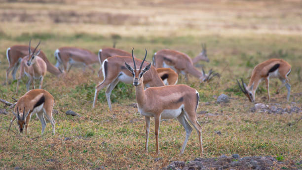 kilka okazów gazeli thompsona na użytkach zielonych w obszarze ochrony ngorongoro. koncepcja safari. tanzania. afryka - thomsons gazelle zdjęcia i obrazy z banku zdjęć