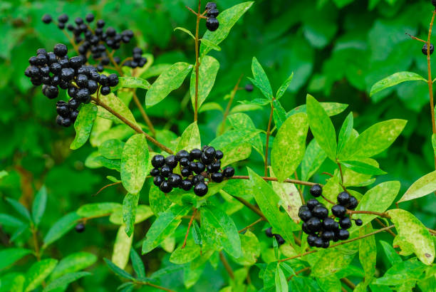 Privet Black berries of Privet Ligustrum vulgare privet stock pictures, royalty-free photos & images