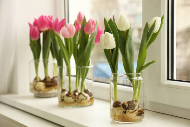 istock Beautiful tulips with bulbs on window sill indoors 1307372999
