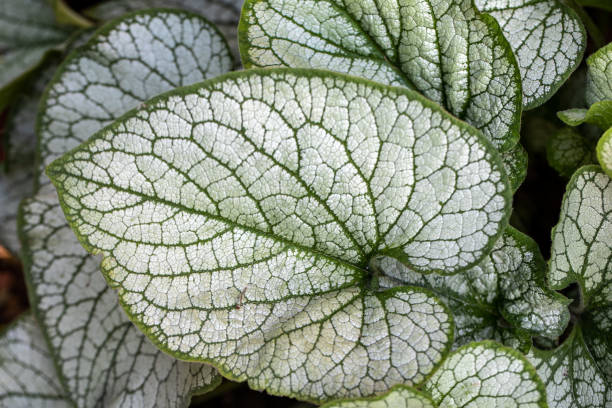 istock Heartleaf brunnera, Siberian bugloss ( Brunnera macrophylla 'Jack Frost ') in garden 1307373187