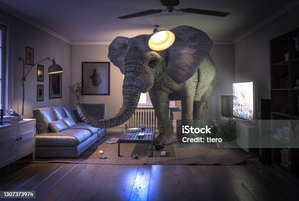 Big Elephant Inside A Living Room Stock Photo - Download Image Now - Elephant, Domestic Room, Humor