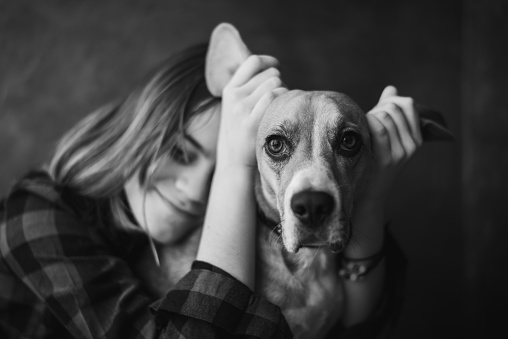 Black and white portrait of a beagle dog in the arms of a girl. Close-up of the dog's face with focus on the eyes. Pets.