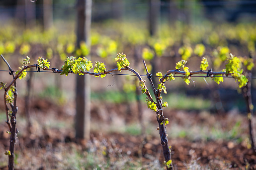 Vineyard in the spring. Spain. Rioja